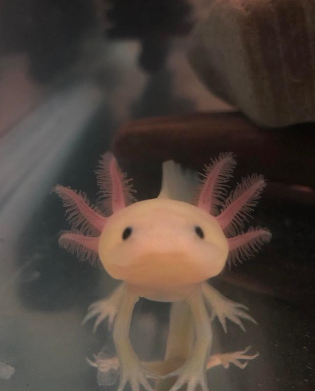 axolotl1